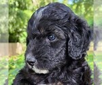 Small #5 F2 Aussiedoodle
