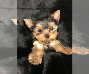 Yorkshire Terrier Puppy for Sale in COLON, Michigan USA