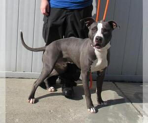 American Pit Bull Terrier Dogs for adoption in Louisville, KY, USA