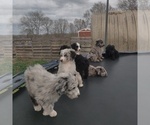 Small Photo #2 Aussiedoodle Puppy For Sale in COUCH, MO, USA