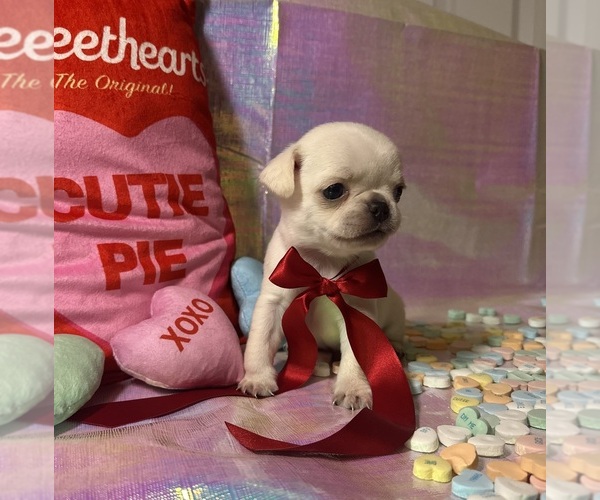 Medium Photo #1 Pug Puppy For Sale in MOUNT WASHINGTON, KY, USA