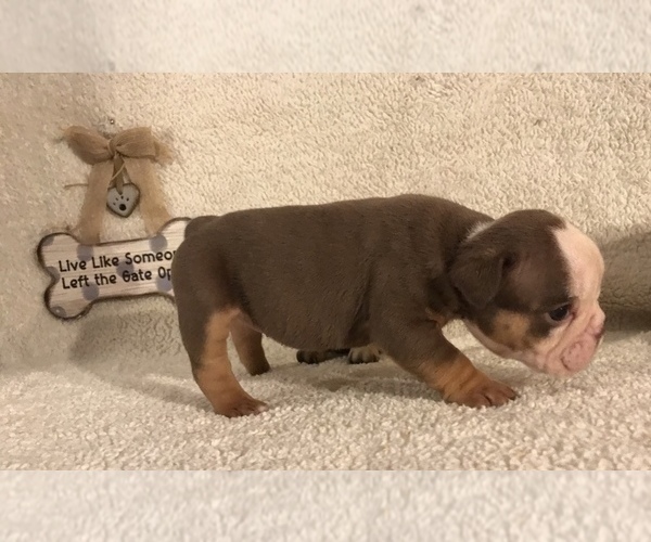 Medium Photo #7 Olde English Bulldogge Puppy For Sale in CYNTHIANA, IN, USA
