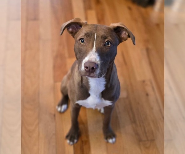 Medium Photo #1 Mutt Puppy For Sale in Columbus, IN, USA