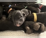 Small Photo #6 German Shepherd Dog Puppy For Sale in BRANFORD, FL, USA