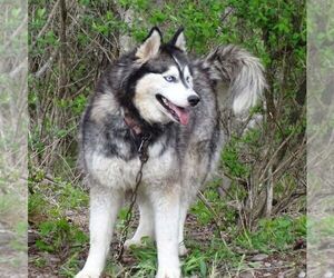 Mother of the Siberian Husky puppies born on 04/02/2021