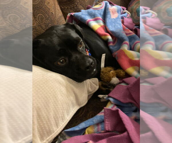 Medium Photo #8 Pug-Unknown Mix Puppy For Sale in Lake Forest, CA, USA