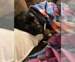 Small #7 Pug Mix