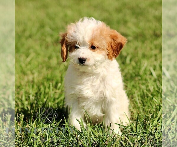 Medium Photo #4 Cavapoo Puppy For Sale in BIRD IN HAND, PA, USA