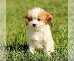 Small #3 Cavapoo