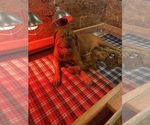 Small Photo #2 Dogue de Bordeaux Puppy For Sale in INKOM, ID, USA