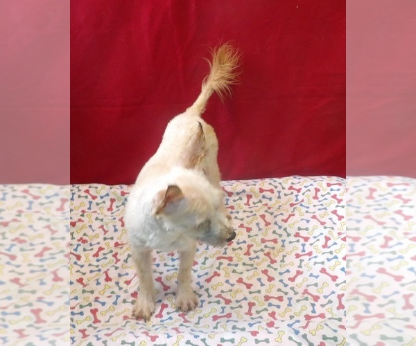 Medium Photo #5 Morkie Puppy For Sale in PATERSON, NJ, USA