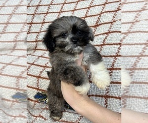 Maltipoo Puppy for sale in FRANKLIN, IN, USA