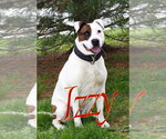 Small #3 American Staffordshire Terrier-Argentinian Mastiff Mix
