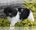 Small #1 Cavachon