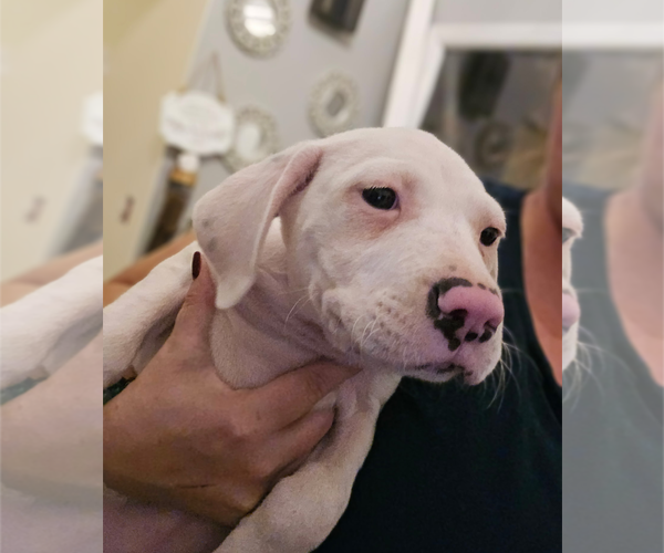 Medium Photo #2 Mutt Puppy For Sale in Holly Springs, NC, USA