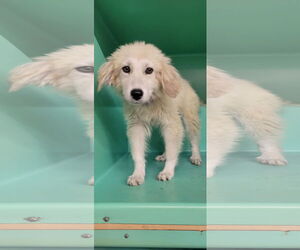 Great Pyrenees-Unknown Mix Dogs for adoption in Minneapolis, MN, USA