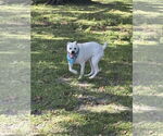 Small Beagle Mix