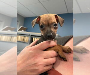 Chihuahua-Unknown Mix Dogs for adoption in Plainfield, IL, USA