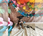 Small #2 Mutt