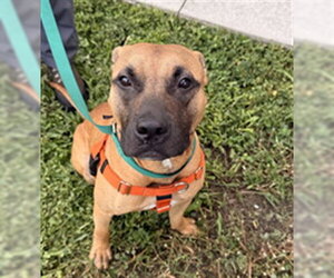 American Staffordshire Terrier Dogs for adoption in Fort Lauderdale, FL, USA