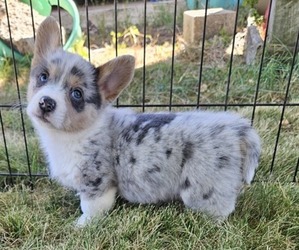 Pembroke Welsh Corgi Puppy for sale in MILTON, WI, USA