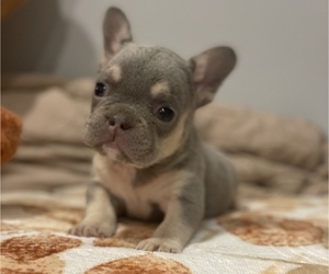 French Bulldog Puppy for sale in LAS VEGAS, NV, USA