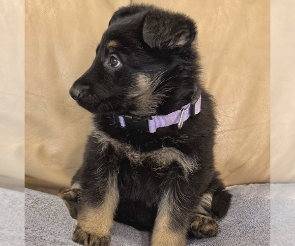 Medium Photo #39 German Shepherd Dog Puppy For Sale in BRIGHTON, CO, USA