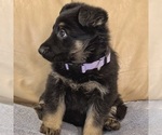 Small #38 German Shepherd Dog