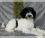 Small Photo #4 Miniature Labradoodle Puppy For Sale in FREDERICKSBURG, OH, USA