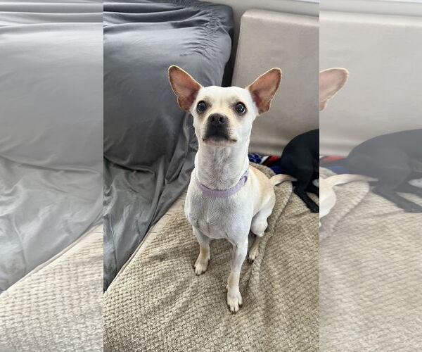 Medium Photo #2 Chihuahua-Unknown Mix Puppy For Sale in Rockaway, NJ, USA