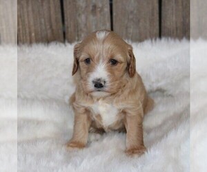 Goldendoodle (Miniature) Puppy for sale in STANLEY, WI, USA