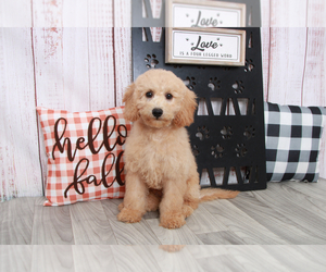 Goldendoodle (Miniature) Puppy for sale in MARIETTA, GA, USA
