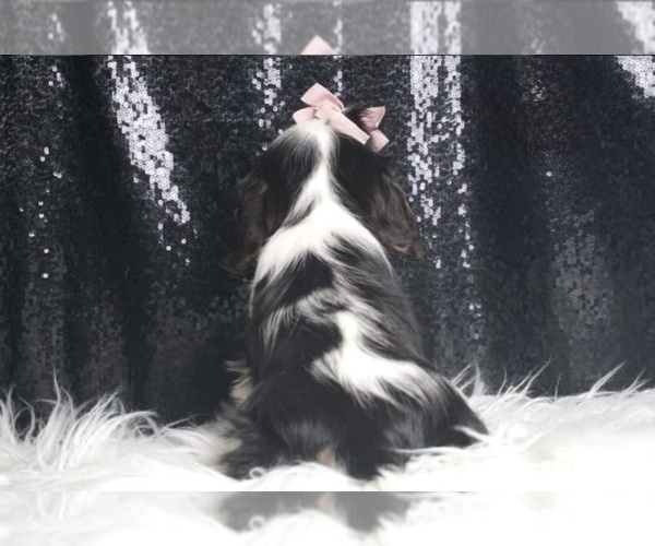 Medium Photo #103 Cavalier King Charles Spaniel Puppy For Sale in WARSAW, IN, USA