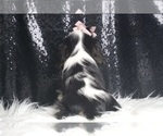 Small #2 Cavalier King Charles Spaniel