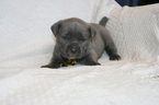 Small Photo #2 Cane Corso Puppy For Sale in MONTVILLE, OH, USA