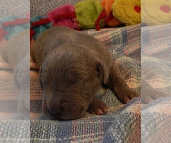 Medium Photo #115 Great Dane Puppy For Sale in SPRAGGS, PA, USA