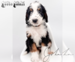 Puppy John Bernedoodle