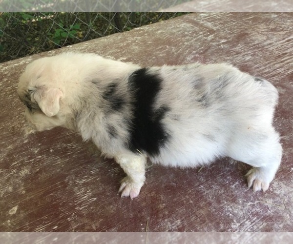 Medium Photo #2 Australian Shepherd Puppy For Sale in ROCK SPRING, GA, USA