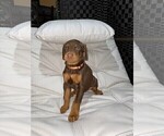Small Photo #8 Doberman Pinscher Puppy For Sale in BUCKEYE, AZ, USA