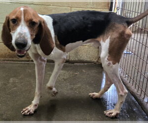 Jethro - Male Coonhound Dog for Adoption - Photo #7