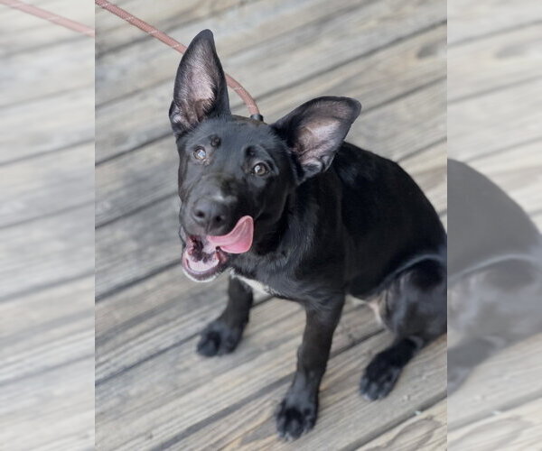 Medium Photo #23 Labrador Retriever-Unknown Mix Puppy For Sale in Dana Point, CA, USA