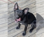 Small #22 Labrador Retriever Mix
