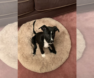 American Pit Bull Terrier-Unknown Mix Puppy for sale in DETROIT, MI, USA