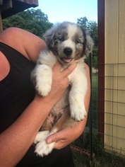 Australian Shepherd Puppy for sale in ASHLAND CITY, TN, USA