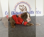 Small Photo #7 English Bulldog Puppy For Sale in CENTERVILLE, OH, USA