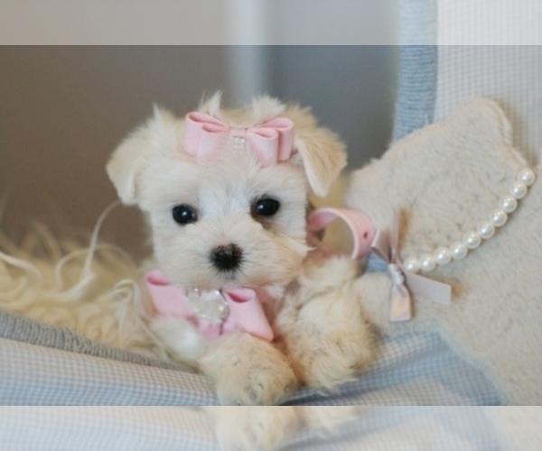Medium Photo #4 Morkie Puppy For Sale in PEMBROKE PINES, FL, USA