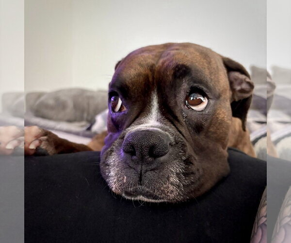 Medium Photo #2 Boxer Puppy For Sale in Dumont, NJ, USA