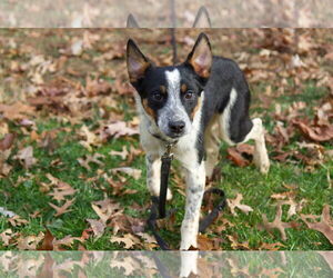 Mutt Dogs for adoption in Garden City, NY, USA