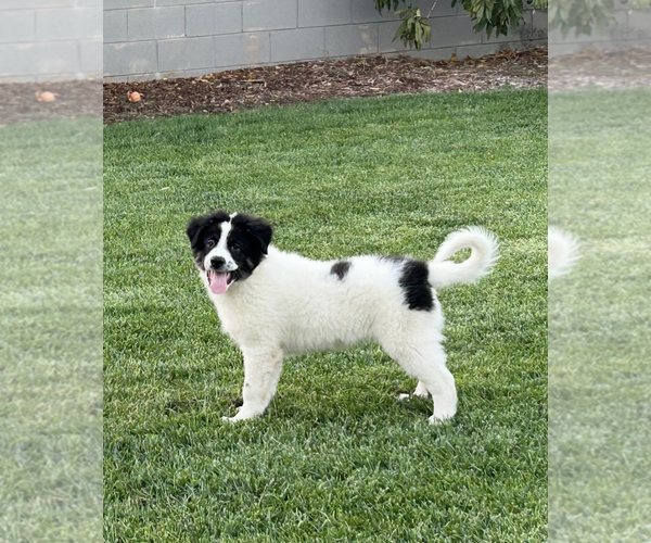 Medium Photo #2 Saint Pyrenees Puppy For Sale in Newport Beach, CA, USA