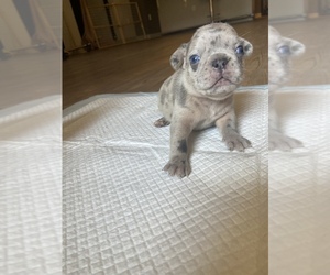 French Bulldog Puppy for sale in FEDERAL, CA, USA